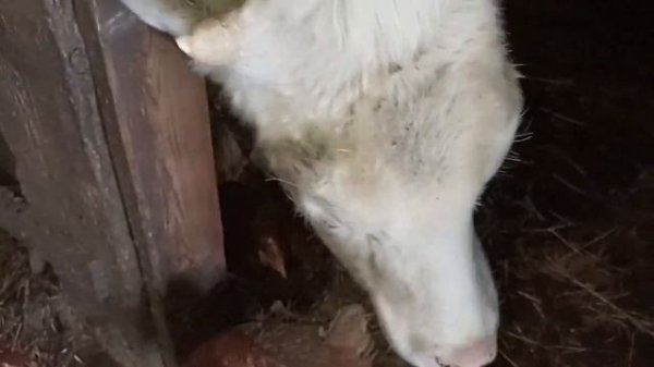 Чем поить корову. Сколько корова пьёт воды. Можно ли корове сыворотку