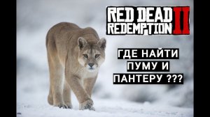 Где найти пуму, пантеру в Red Dead Redemption 2. Советы по сумкам Артура.