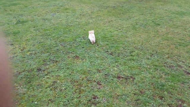 Умный пекинес / pekinese смотреть онлайн