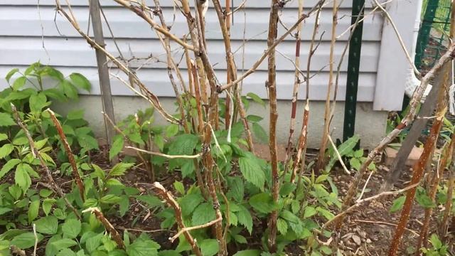 Watch This Before Planting Raspberries | Pruning Fall Bearing Heritage Raspberries | Guten Yardenin смотреть онлайн