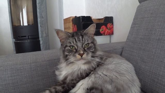 Кот, кролик, хомяк и рыбы. смотреть онлайн