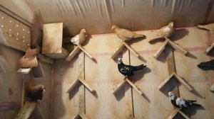 Бакинские  жёлтые,красные ,чили, голуби Сергея ,часть 1- ая #мирбойныхголубей#бакинскиеголуби#