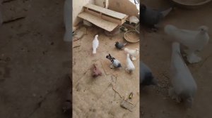 Двухчубые Узбекские Голуби Исполняют БОЙ в клетке, от Нажмиддина Узбекистан город Кашкадарья Pigeon