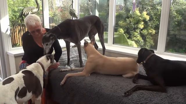 Greyhound House 1 смотреть онлайн