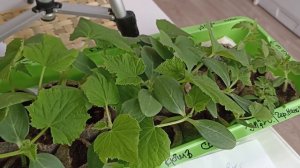 Чем угостила рассаду. Теневыносливые огурцы.