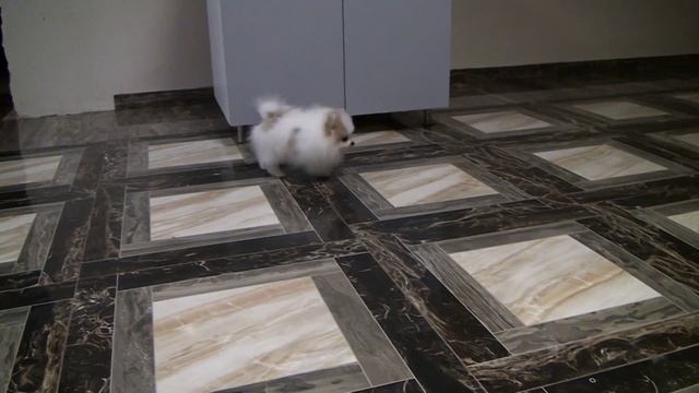 Померанский шпиц Кэрмира Лав от Панды Шарм смотреть онлайн