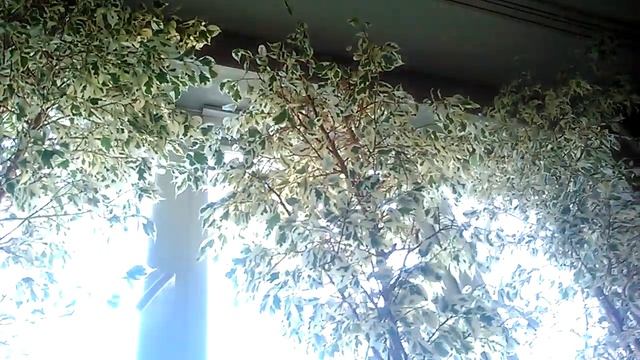 Пестролистный Фикус смотреть онлайн