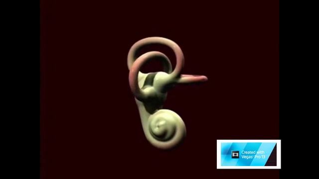 Есту мүшесі. Құлақтың құрылысы смотреть онлайн