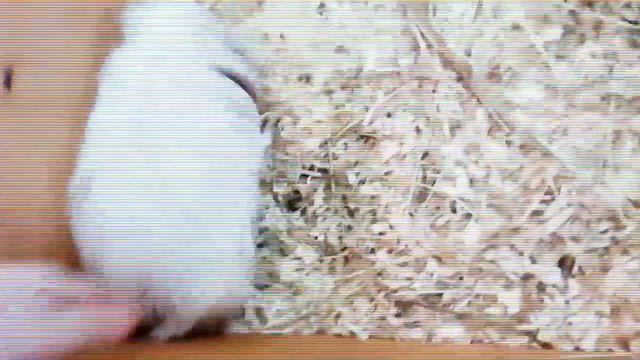 Контактный зоопарк/СтРоНа ЕнОтИя|VLOG смотреть онлайн