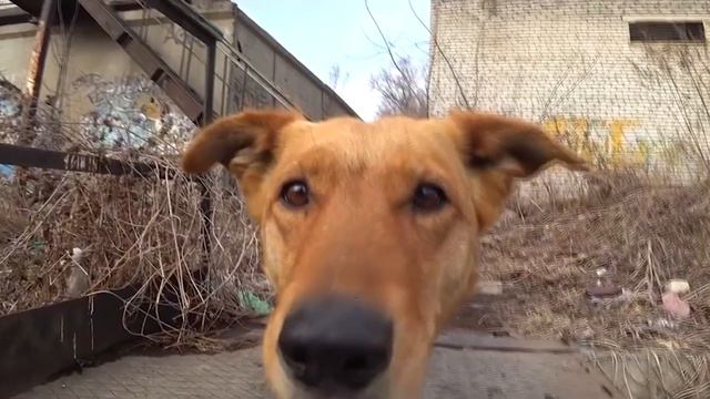 БЕЗДОМНЫЕ ЖИВОТНЫЕ смотреть онлайн