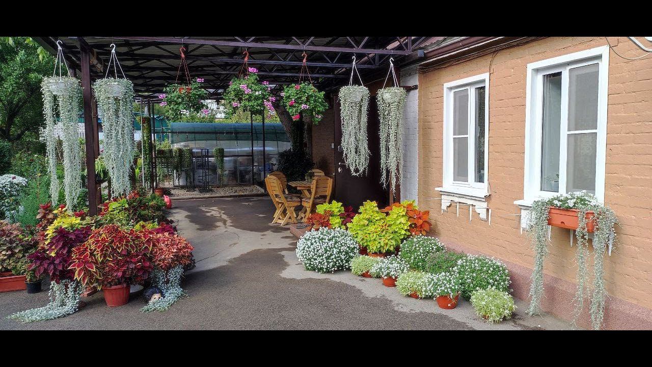 Зимовка Дихондры в доме. Как сохранить и размножить. Этот способ черенкования дает 100% результат. смотреть онлайн