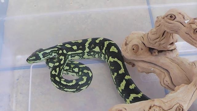 Jungle Carpet Python Update смотреть онлайн
