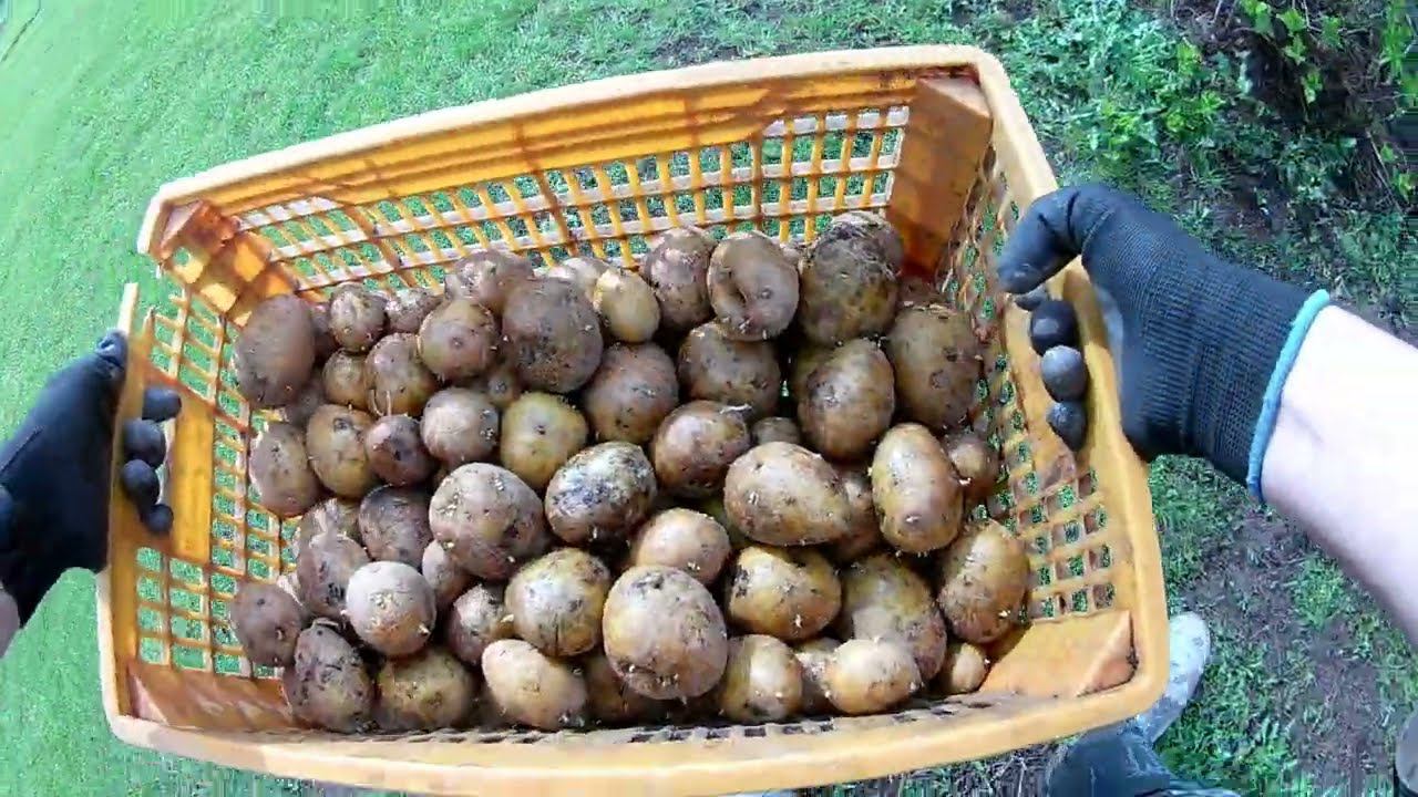 Посадка картошки. смотреть онлайн