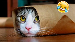 Милые котики и собачки?