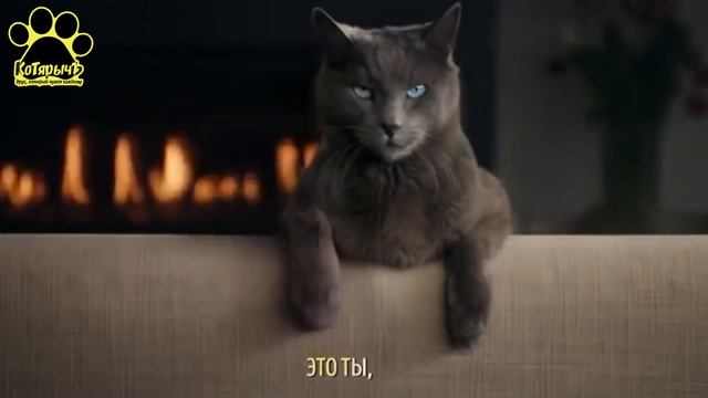 Sheba [Шеба] Влажный корм. КараокеКОТ (Реклама)