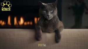 Sheba [Шеба] Влажный корм. КараокеКОТ (Реклама)