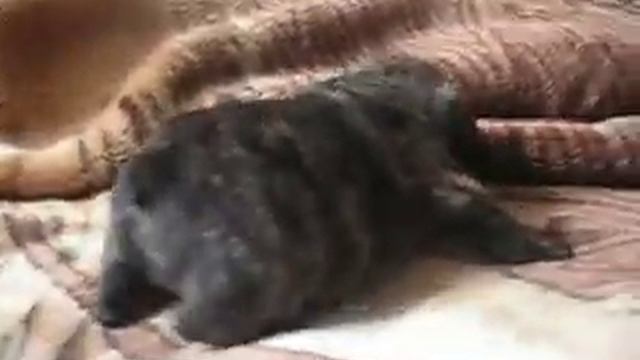 мальчик ярко тигровый смотреть онлайн