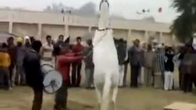 Dancing Horse and Camel ! Contact : 09462980001 , 9829304859 смотреть онлайн
