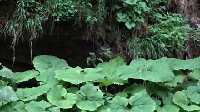 Адыгея, Гуамское ущелье, Nature 3000, 03.06.2022 смотреть онлайн