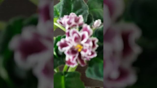 Фиалка Герцогиня смотреть онлайн
