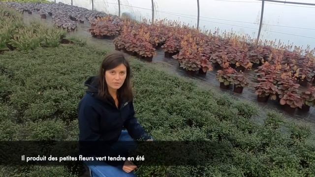 Muehlenbeckia 'Sealand Compact' смотреть онлайн