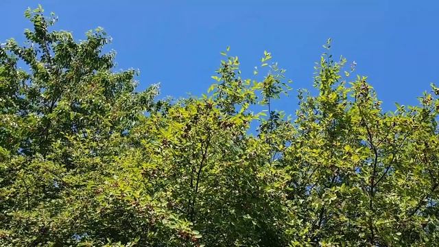 ??️ Porträt 02 - Felsenbirne/Felsenbirnen (Amelanchier) - Baum-Steckbrief (Essbar) смотреть онлайн