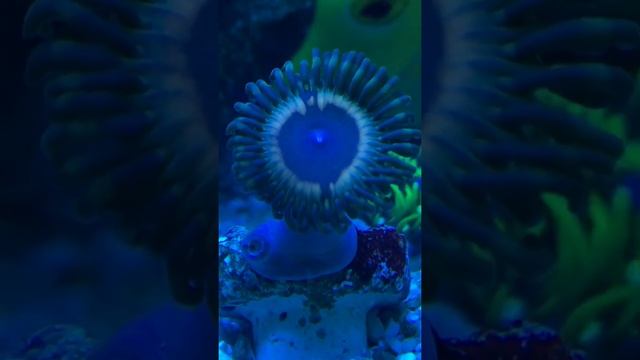 Zoanthus Vampire смотреть онлайн