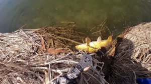 Самые Крупные Трофеи на рогатку, Best Slingshot Fishing Fish, Рыбалка с Рогаткой