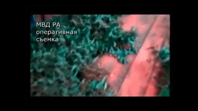 Установлены лица, спилившие 28 деревьев серебристого эвкалипта смотреть онлайн