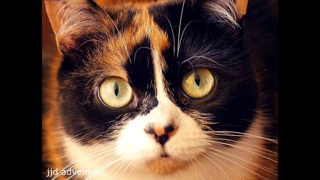 музыка от Slivki Show КАК СОХРАНИТЬ АРБУЗ К НОВОМУ ГОДУ! ЭКСПЕРИМЕНТ ВТОРОЙ. смотреть онлайн