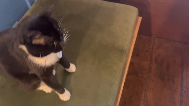 Play with cats and kittens ; Игра с кошками и котятами смотреть онлайн