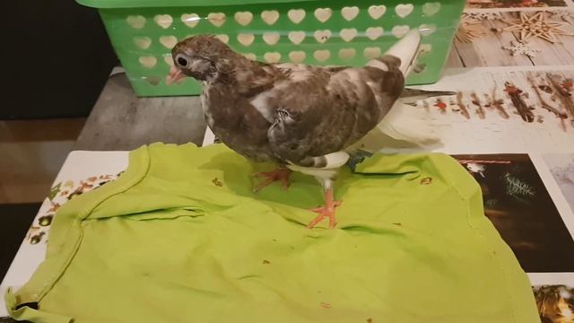 Николаевский голубь.Пискун вырос смотреть онлайн