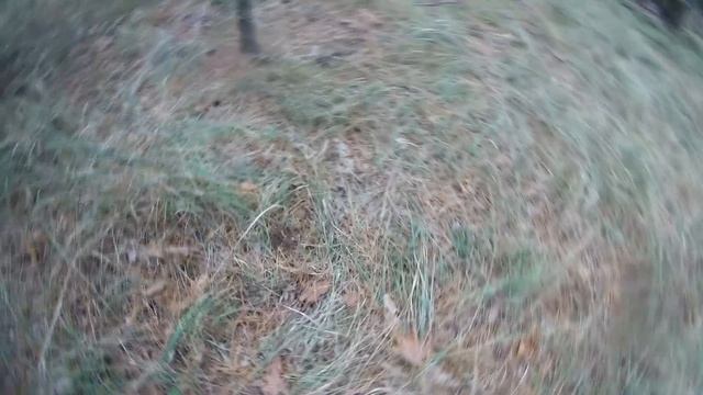 БЕЛЫЕ ГРИБЫ в конце октября 30.10.2020. Сбор грибов. смотреть онлайн