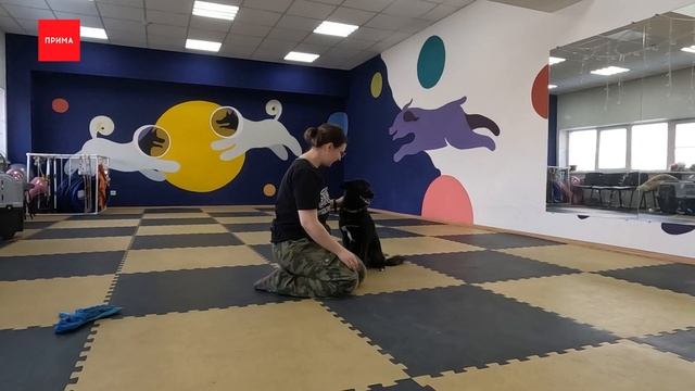 «ПовоДОГ» - Редис