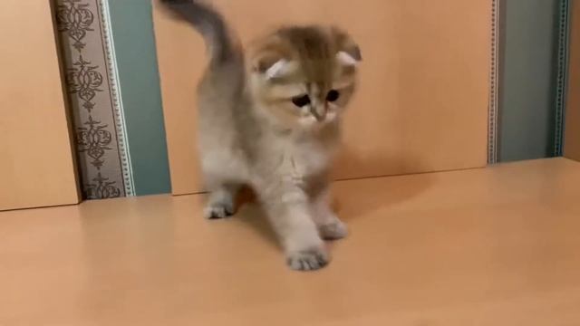 Вислоухая золотая шиншилла ny11 смотреть онлайн