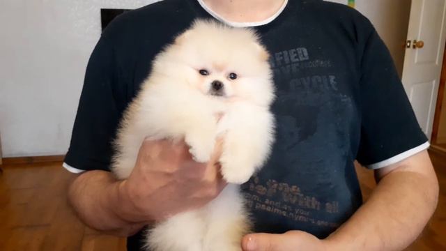 Просто Мишка. смотреть онлайн