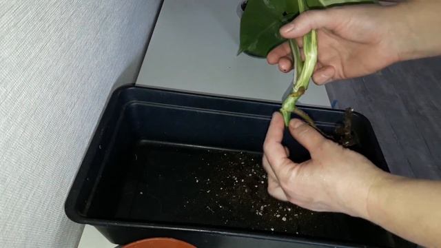 КОМНАТНЫЕ РАСТЕНИЯ(ЦВЕТЫ).УКОРЕНЕНИЕ,ЧЕРЕНКОВАНИЕ,ПОСАДКА.МОНСТЕРА АЛЬБА. смотреть онлайн