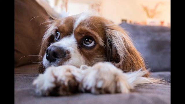 Спокойная музыка для расслабления и медитации смотреть онлайн