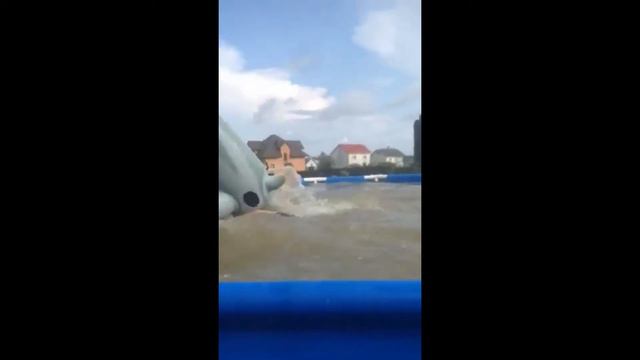 Акула Атакует!!!!!!!!!!!!! смотреть онлайн