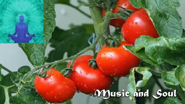 Music therapy for plants - Music to stimulate PLANT GROWTH смотреть онлайн