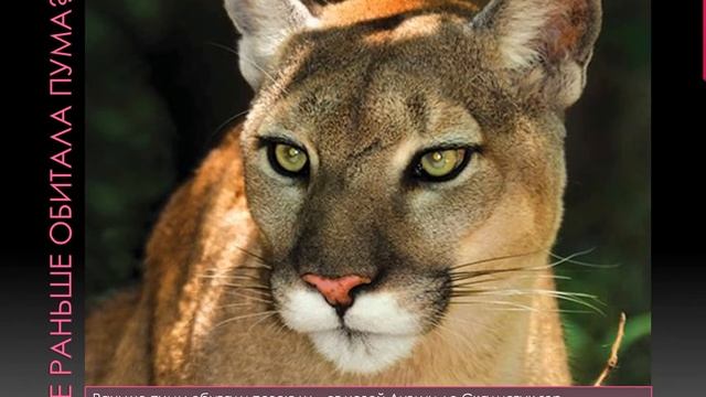 Флоридская пума (лат. Puma concolor coryi) - животное живёт на грани исчезновения смотреть онлайн