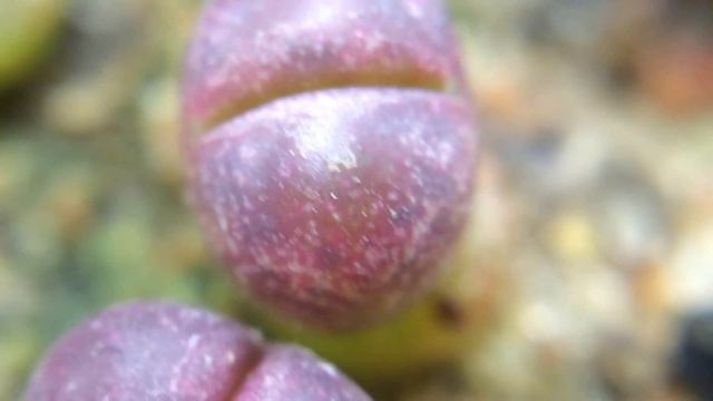 Lithops Optica cv. Rubra C287 2nd Set Of Leaves Already !!!!! смотреть онлайн