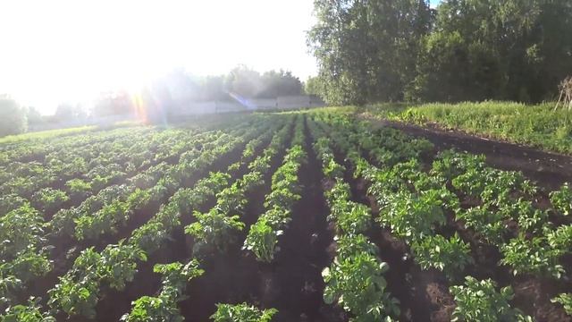 Самодельный дисковый окучник. Окучиваем картофель мотоблоком Нева МБ-23 на больших колесах. смотреть онлайн