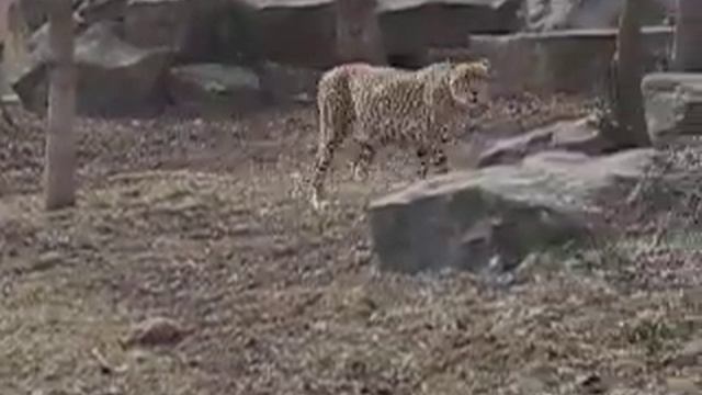гепард на прогулке смотреть онлайн