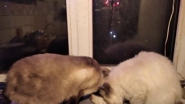 31 декабря 2022г ждём Новый Год,сейчас на часах 22часа 50 минут г Харьков