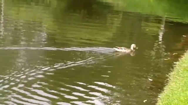 Как правильно ловить карася на хлеб. Хитрая утка. смотреть онлайн