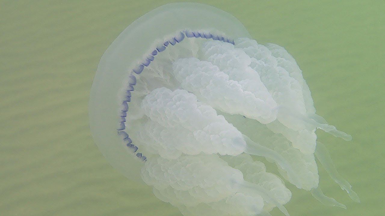 Огромная Медуза Корнерот в Азовском Море (barrel jellyfish) Rhizostoma pulmo смотреть онлайн
