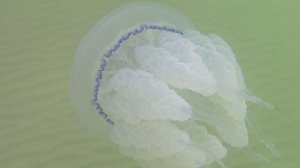 Огромная Медуза Корнерот в Азовском Море (barrel jellyfish) Rhizostoma pulmo