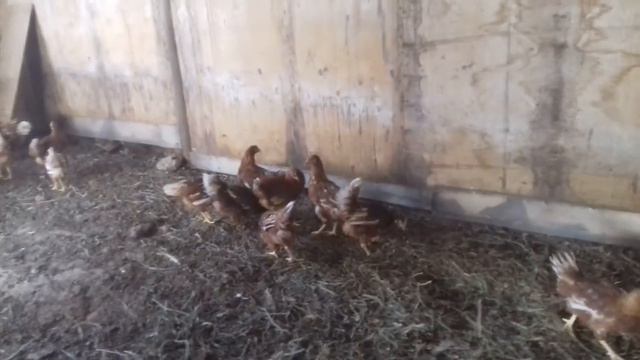 СЮРПРИЗ смотреть онлайн