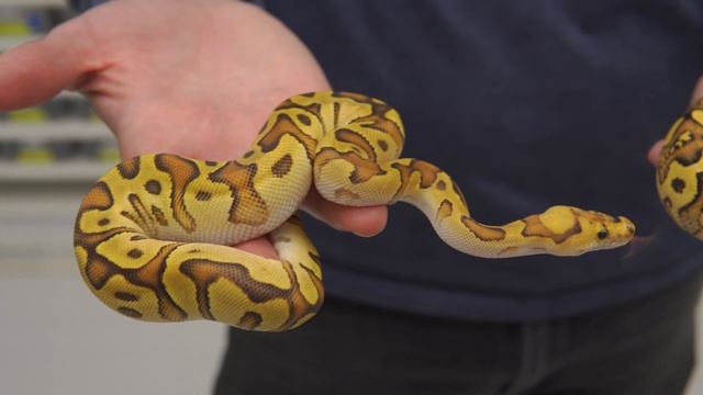 WILDEST Lace Clowns Yet?! — New 2023 Combos | #Hetflix 198 смотреть онлайн